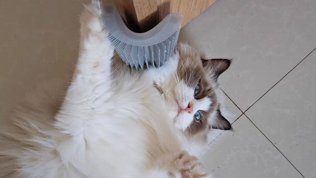 A fluffy ragdoll cat happily rubs against a grey self-grooming brush fixed on the wooden door